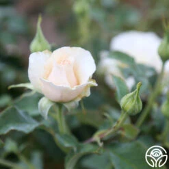 Adriana 5 Adriana -Precisiom Store Adriana 3