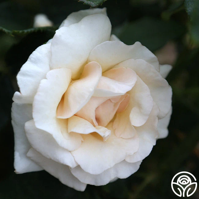 Adriana 2 Adriana - Image 2