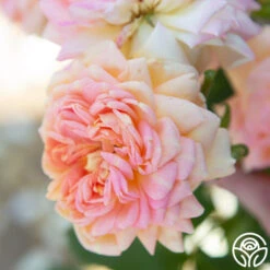 Alchymist -Precisiom Store Alchymist 12