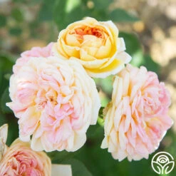 Alchymist -Precisiom Store Alchymist 14