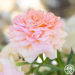 Alchymist -Precisiom Store Alchymist 18