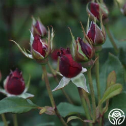 Alec's Red® 23 Alec's Red® -Precisiom Store Alec s Red 11