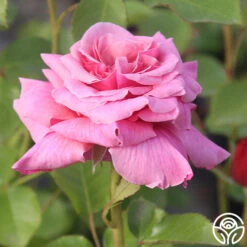 Aloha 9 Aloha -Precisiom Store Aloha 12