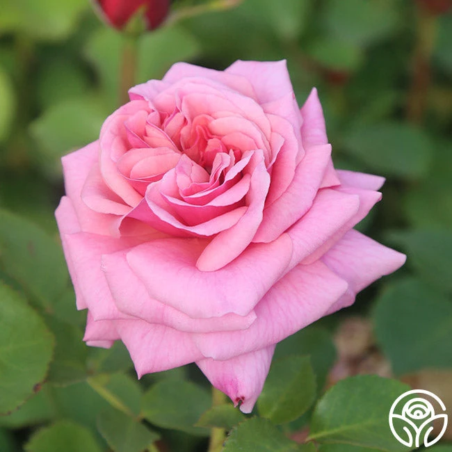 Aloha 3 Aloha - Image 3