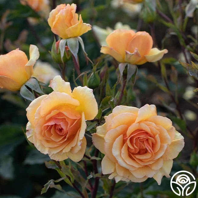 Anne Harkness® 2 Anne Harkness® - Image 2