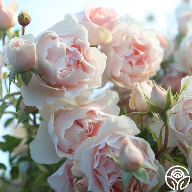 Anne Hathaway™ 4 Anne Hathaway™ - Image 4