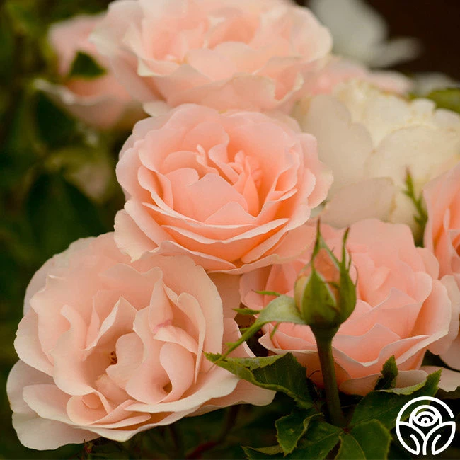 Anne Hathaway™ 7 Anne Hathaway™ - Image 7