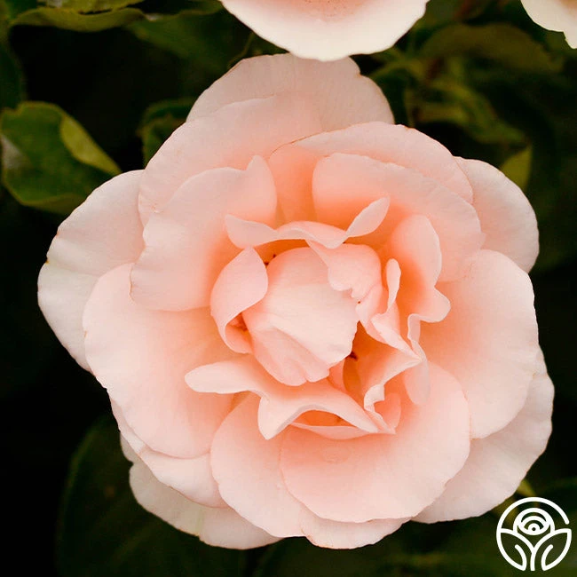 Anne Hathaway™ 8 Anne Hathaway™ - Image 8