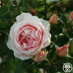 Anne Hathaway™ 15 Anne Hathaway™ -Precisiom Store Anne Hathway 188