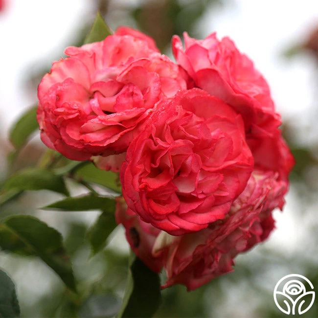 Antique 6 Antique - Image 6