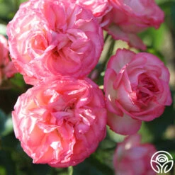 Antique 17 Antique -Precisiom Store Antique 6 c8e8174f d0c5 446b a3ea 3696fc8bbf19