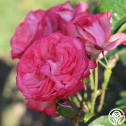 Antique 14 Antique -Precisiom Store Antique 7 e9737f66 85f5 4e2f b8cc 314dfc3dce92