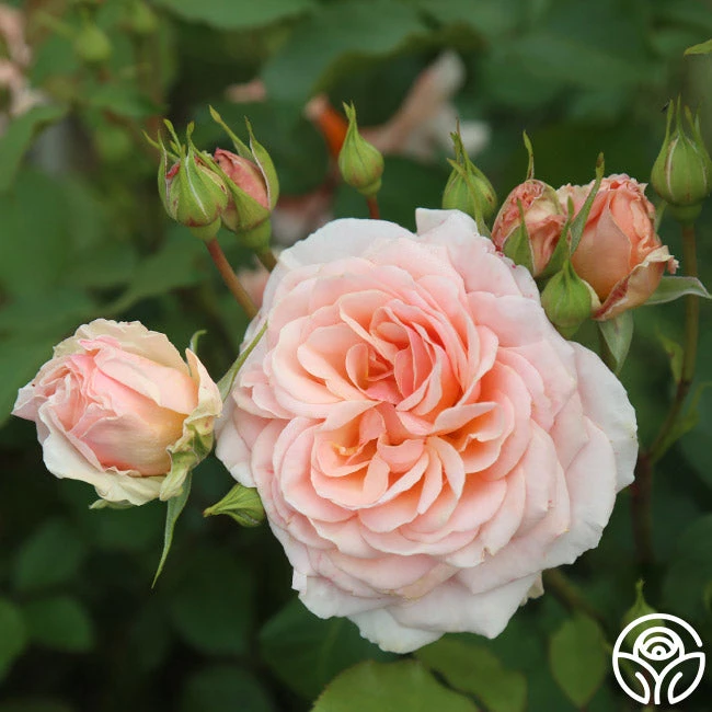 Apricot Abundance™ 2 Apricot Abundance™ - Image 2