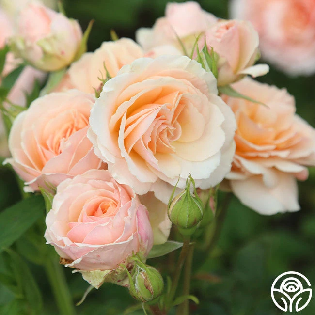 Apricot Abundance™ 1 Apricot Abundance™