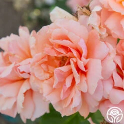 Apricot Candy™ -Precisiom Store Apricot Candy 01