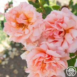 Apricot Candy™ -Precisiom Store Apricot Candy 013