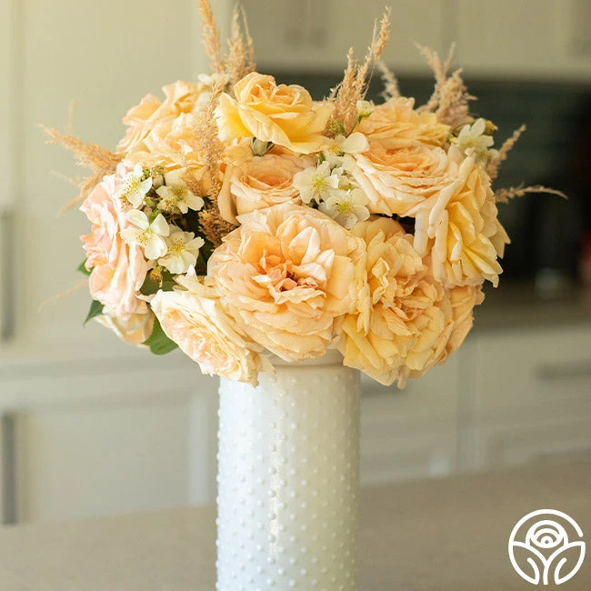 Apricots N' Cream™ 2 Apricots N' Cream™ - Image 2