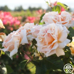 Apricots N' Cream™