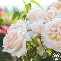 Apricots N' Cream™ 19 Apricots N' Cream™ -Precisiom Store Apricots N Cream 14