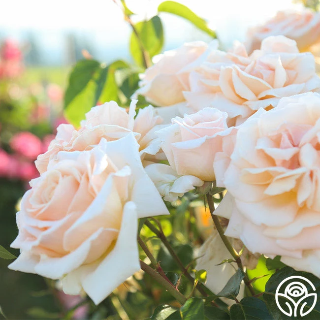 Apricots N' Cream™ 6 Apricots N' Cream™ - Image 6