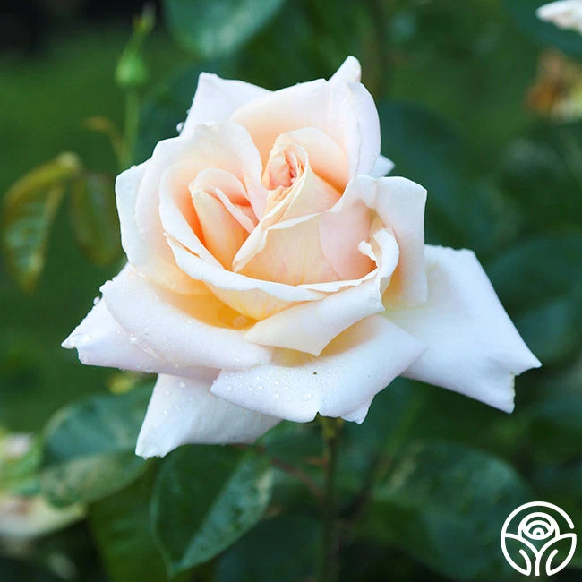 Apricots N' Cream™ 14 Apricots N' Cream™ - Image 14