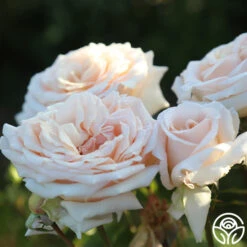 Apricots N' Cream™ 24 Apricots N' Cream™ -Precisiom Store Apricots N Cream 19