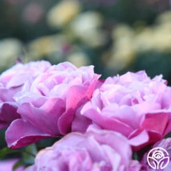 Barbra Streisand 10 Barbra Streisand -Precisiom Store Barbra Streisand