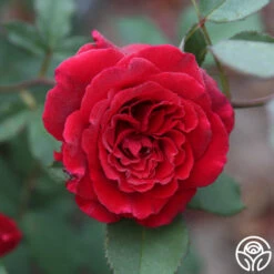 Because She Served® -Precisiom Store Because She Served 014