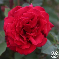 Because She Served® -Precisiom Store Because She Served 015