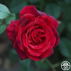 Because She Served® -Precisiom Store Because She Served 016