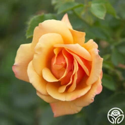 Belle Époque 10 Belle Époque -Precisiom Store Belle Epoque 03