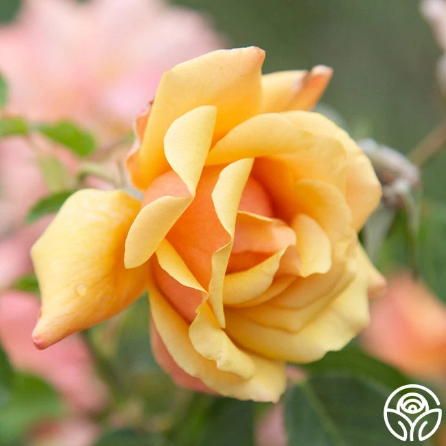 Belle Époque 2 Belle Époque - Image 2