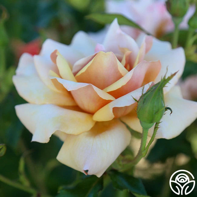 Belle Époque 4 Belle Époque - Image 4