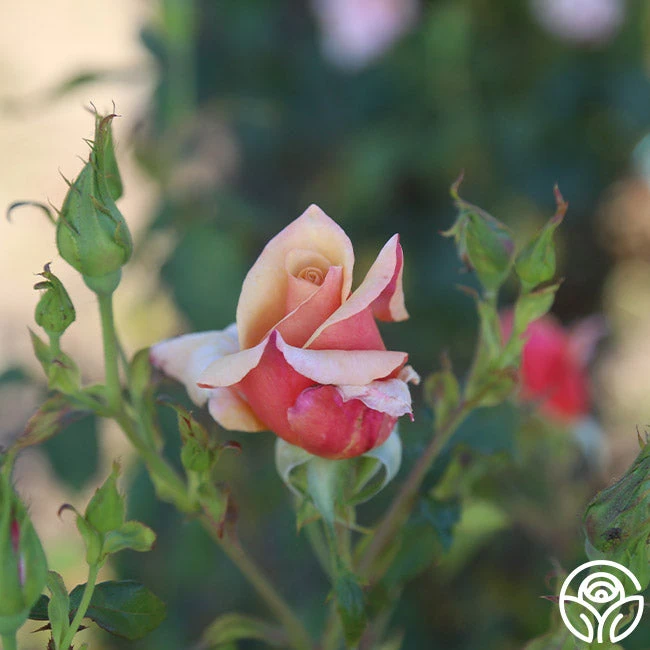 Belle Époque 6 Belle Époque - Image 6