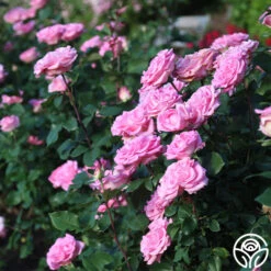 Eleganza® Beverly 13 Eleganza® Beverly -Precisiom Store Beverly 11