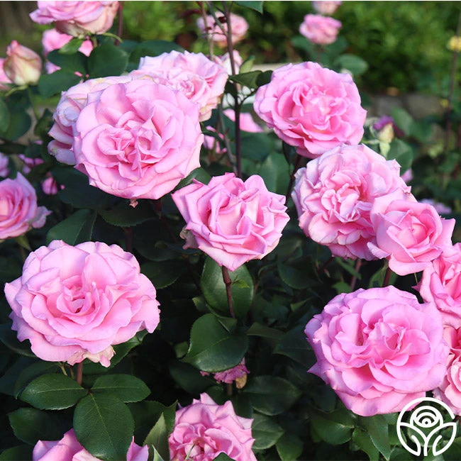 Eleganza® Beverly 2 Eleganza® Beverly - Image 2