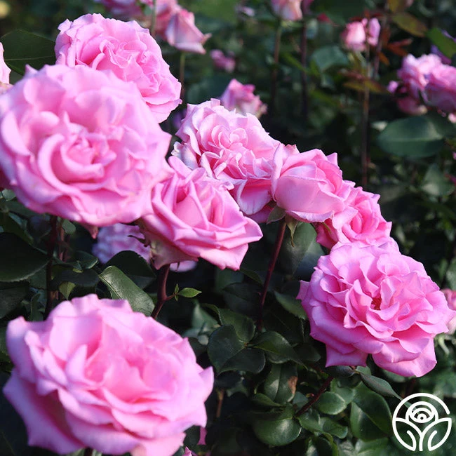 Eleganza® Beverly 6 Eleganza® Beverly - Image 6