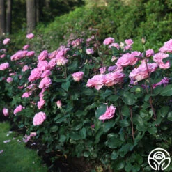 Eleganza® Beverly 18 Eleganza® Beverly -Precisiom Store Beverly 16