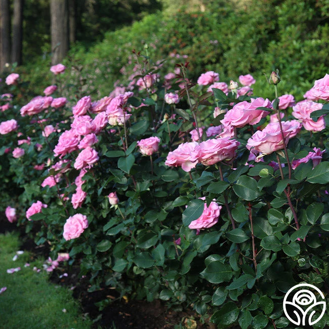 Eleganza® Beverly 8 Eleganza® Beverly - Image 8