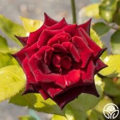 Black Baccara® 27 Black Baccara® -Precisiom Store Black Baccara 06