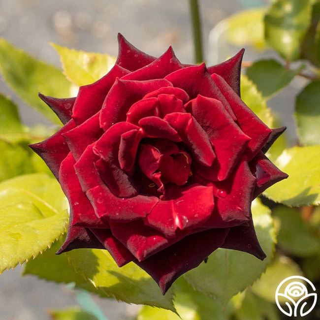 Black Baccara® 14 Black Baccara® - Image 14