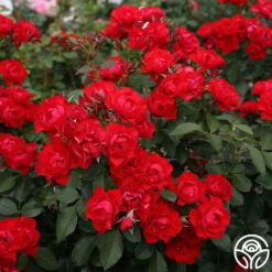 Black Forest Rose® 12 Black Forest Rose® -Precisiom Store Black Forest Rose 034