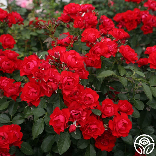 Black Forest Rose® 6 Black Forest Rose® - Image 6