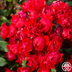 Black Forest Rose® 10 Black Forest Rose® -Precisiom Store Black Forest Rose 04