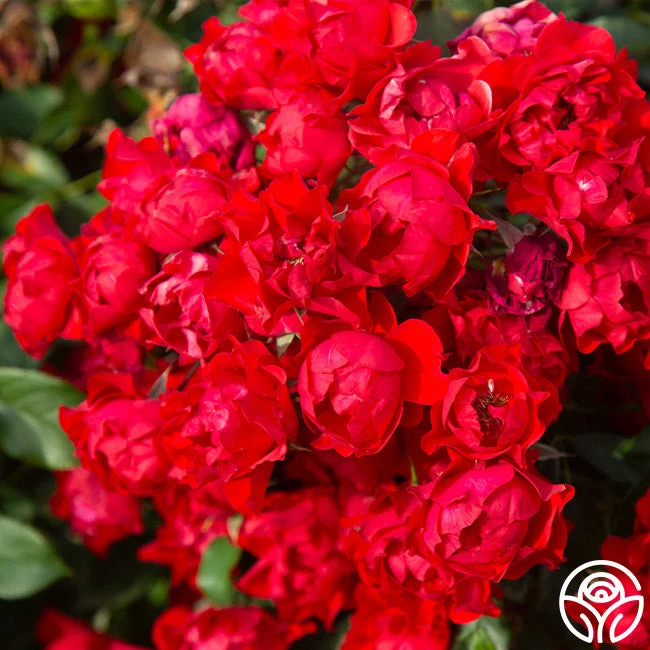 Black Forest Rose® 4 Black Forest Rose® - Image 4