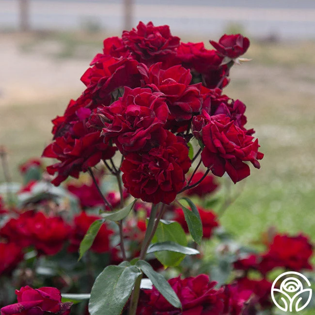 Black Ice™ 1 Black Ice™