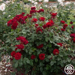 Black Ice™ 15 Black Ice™ -Precisiom Store Black Ice 02