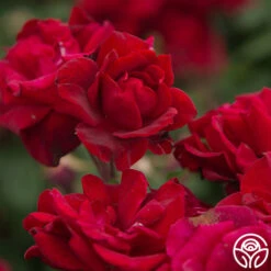 Black Ice™ 16 Black Ice™ -Precisiom Store Black Ice 020