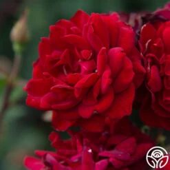 Black Ice™ 18 Black Ice™ -Precisiom Store Black Ice 036