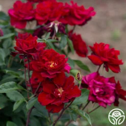 Black Ice™ 21 Black Ice™ -Precisiom Store Black Ice 09